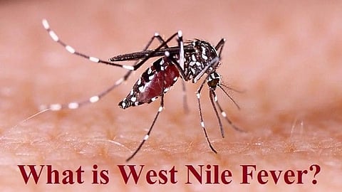 ವೆಸ್ಟ್ ನೈಲ್ ಜ್ವರ ಅಥವಾ West Nile fever: ಲಕ್ಷಣಗಳು ಮತ್ತು ಚಿಕಿತ್ಸೆ (ಕುಶಲವೇ ಕ್ಷೇಮವೇ)