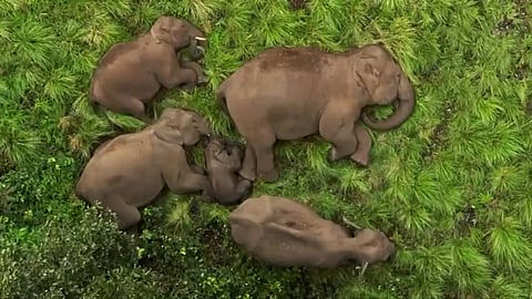 Cute Elephant Family