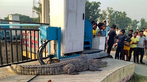 Crocodile Tries To Climb Railing In UP