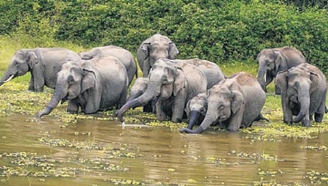 ಸಂಗ್ರಹ ಚಿತ್ರ