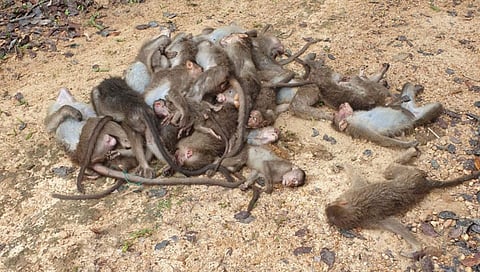 ಸಾವಿಗೀಡಾಗಿರುವ ಮಂಗಗಳು