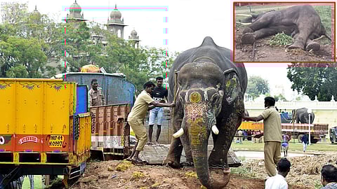 Elephant Death: ವಿದ್ಯುತ್ ತಗುಲಿ ದಸರಾ ಆನೆ ಅಶ್ವತ್ಥಾಮ ಸಾವು