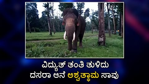 ವಿದ್ಯುತ್ ತಂತಿ ತುಳಿದು ದಸರಾ ಆನೆ ಅಶ್ವತ್ಥಾಮ ಸಾವು