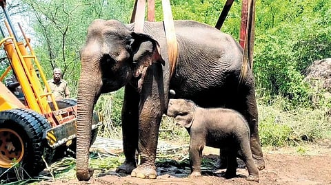 Tamil Nadu Elephant