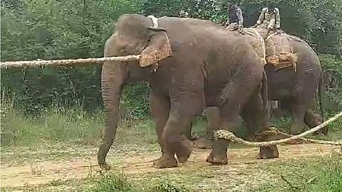 Wild Elephant 'Makna'