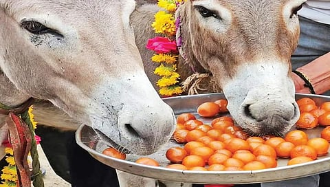 ಕತ್ತೆಗಳಿಗೆ ಜಾಮೂನು ತಿನ್ನಿಸಿದ ಗ್ರಾಮಸ್ಥರು 