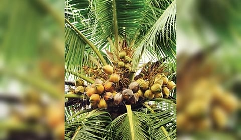 ICAR-CPCRI ಹೊಸ ತಳಿಯ ತೆಂಗಿನ ಮರ.