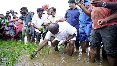 ಭತ್ತ ನಾಟಿ ಮಾಡಿದ ಎಚ್ ಡಿ ಕುಮಾರಸ್ವಾಮಿ
