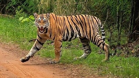 Tigers From Madhya Pradesh