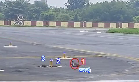 Snake vs 3 Mongooses