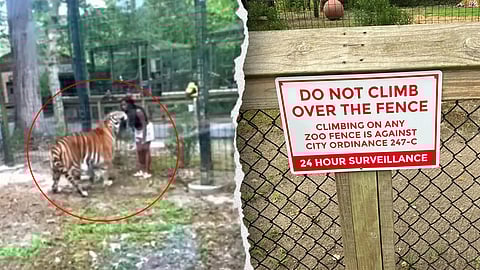 US Woman Climbs Into Tigers Enclosure In Zoo