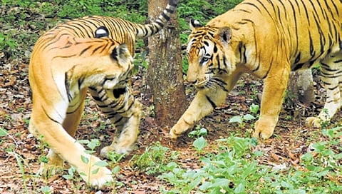 ಸಾಂದರ್ಭಿಕ ಚಿತ್ರ