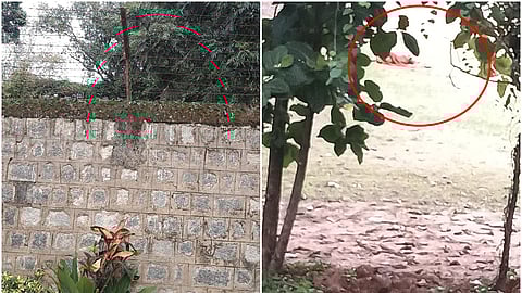 ನಾಯಿ ದಾಳಿಯಿಂದ ನೆಲಕ್ಕೆ ಕುಸಿದು ಬಿದ್ದಿರುವ ಮಹಿಳೆ.