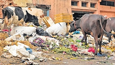 ಬೆಂಗಳೂರಿನ ಕಸ