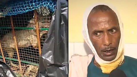 ತೋಳ ದಾಳಿಯಿಂದ ಗಾಯಗೊಂಡವರು