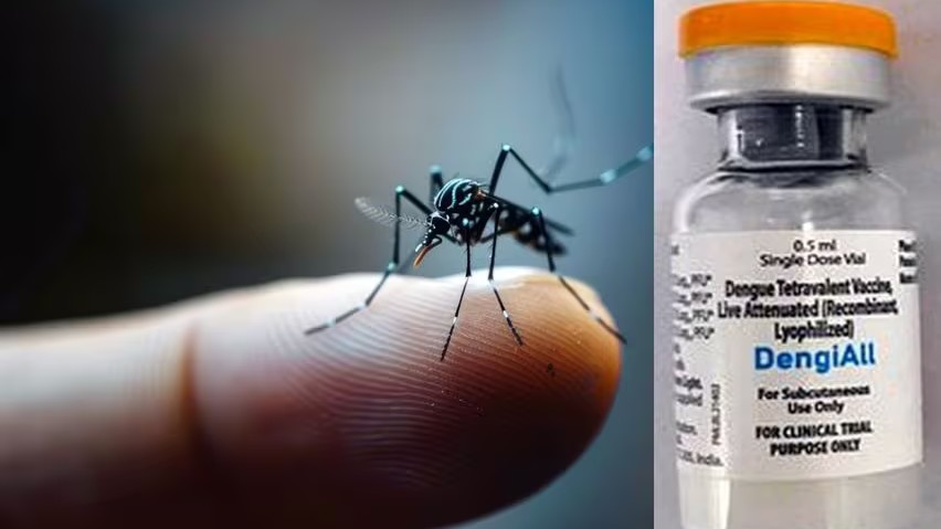 dengue vaccine