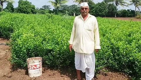 ವಿಜಯಪುರ ರೈತ ಭೀರಪ್ಪ ವಗ್ಗಿ ಬೆಳೆದಿರುವ ನಿಂಬೆ ಸಸಿಗಳು