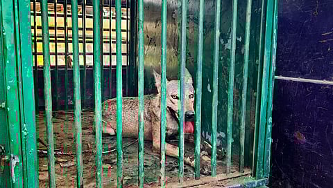 ನರಕಭಕ್ಷಕ ತೋಳ ಸೆರೆ