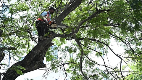 ಅಪಾಯಕಾರಿ ಮರಗಳ ತೆರವುಗೊಳಿಸುತ್ತಿರುವ ಬಿಬಿಎಂಪಿ.