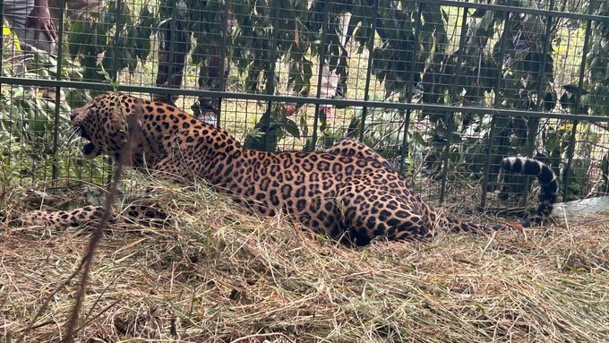 leopard captured from Electronic City