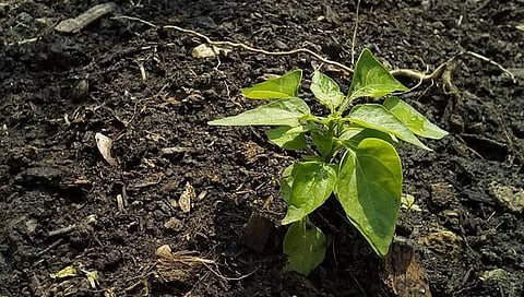 ಸಾಂದರ್ಭಿಕ ಚಿತ್ರ