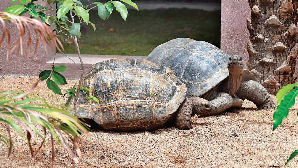 Researchers note 31 endemic species in Karnataka