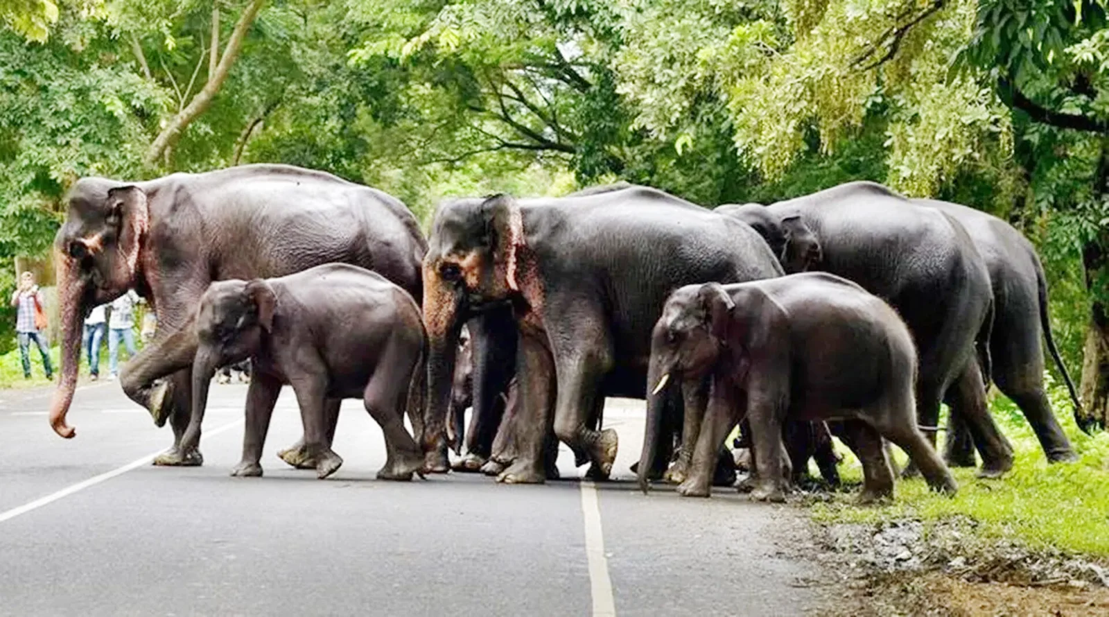 Karnataka Elephants