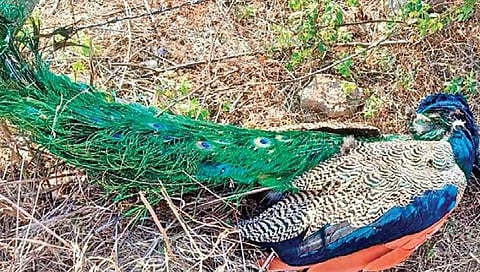 ಮೃತಪಟ್ಟ ನವಿಲಿನ ಚಿತ್ರ