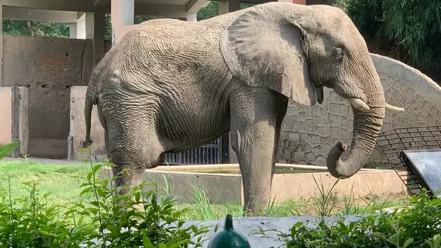 Delhi zoo-African elephant