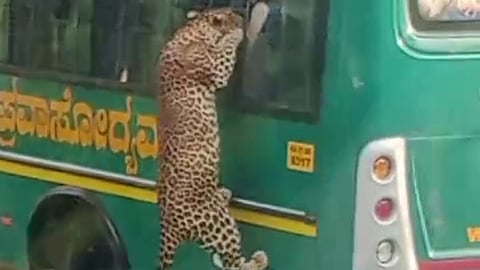 ಸಫಾರಿ ಬಸ್‌ ಏರಿದ ಚಿರತೆ