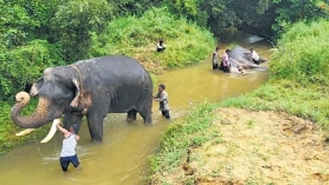 Tamed elephants take a break after the mission is withdrawn.