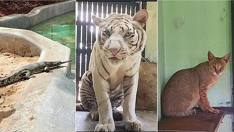 A white Tigress, a Jungle cat and endangered gharials have moved from Patna to Bengaluru's Bannerghatta Biological Park.