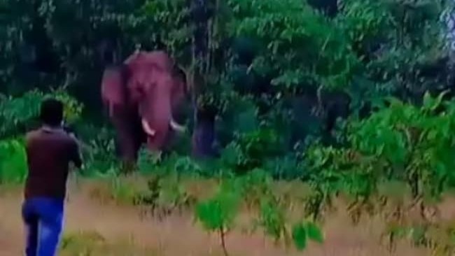 Wild Elephant Attacks And Tramples A Man To Death In Maharashtra