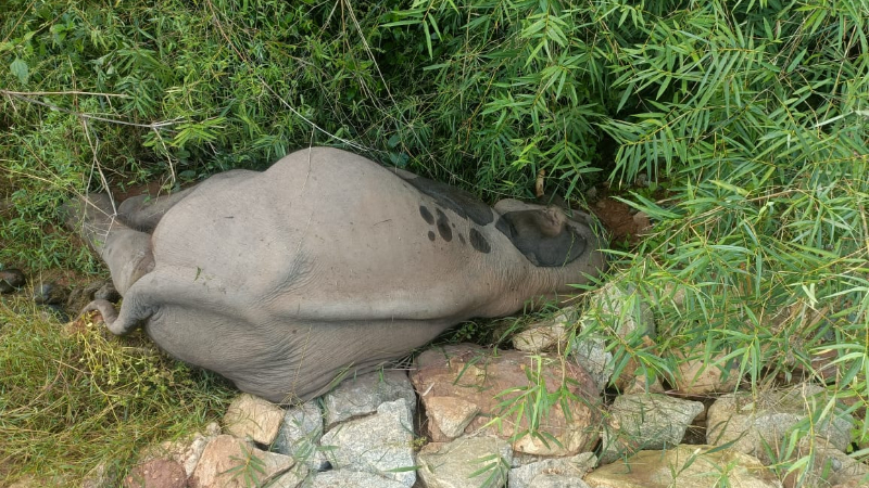 Jumbo dies in Bannerghatta forest