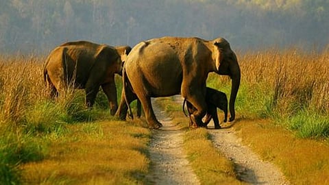 Elephant