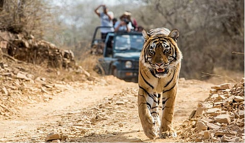 Jim Corbett National Park in Uttarakhand.