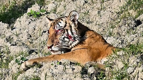 Bengal tiger