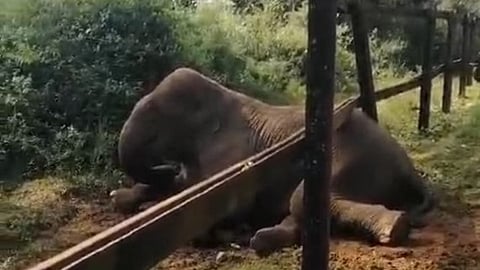 Foresters rescue wild elephant