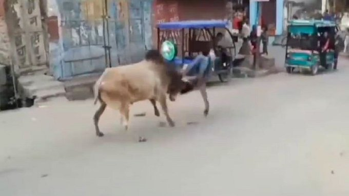 Stray Bull Injures 15 In Uttar Pradesh