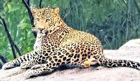 ಸಂಗ್ರಹ ಚಿತ್ರ