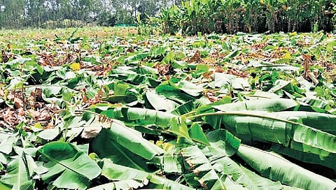 Banana stalks on KY Ganesh Gowda’s land at Kotekanahalli in Kolar distric
