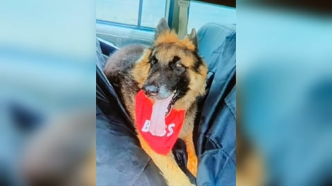 Dog died by suicide 