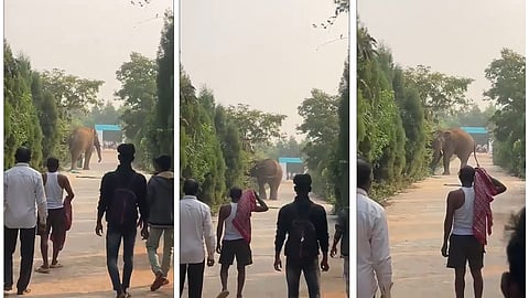 Wild Elephant creates ruckus at Odisha college
