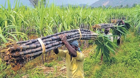 ಸಂಗ್ರಹ ಚಿತ್ರ