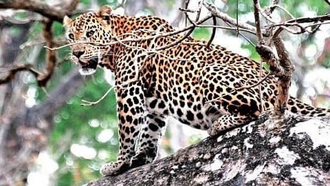 ಸಂಗ್ರಹ ಚಿತ್ರ