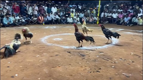cock fight in Andhra Pradesh