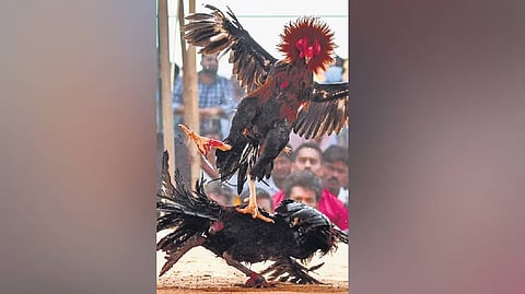 Rooster fight 