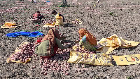 Farmers harvest potatoes at a field on the outskirts of Lahore on January 23, 2025. A winter drought is ravaging crops in Pakistan's breadbasket, farmers said on January 23, with the region parched by a 40 percent drop in rainfall.