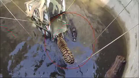 Tiger and wild boar fall into same well