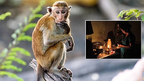 Monkey causes power outage in entire Sri Lanka